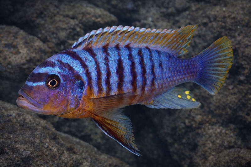 Maylandia fainzilberi 'Ndumbi Point'